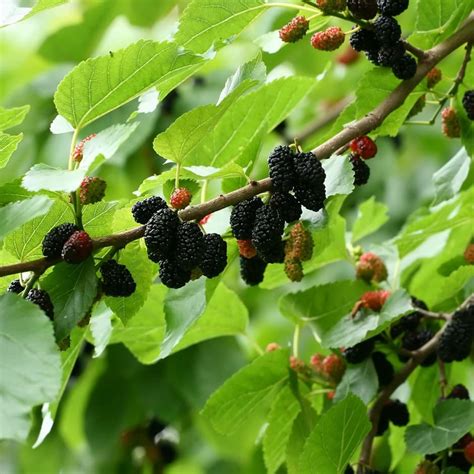 where to buy mulberry bush.